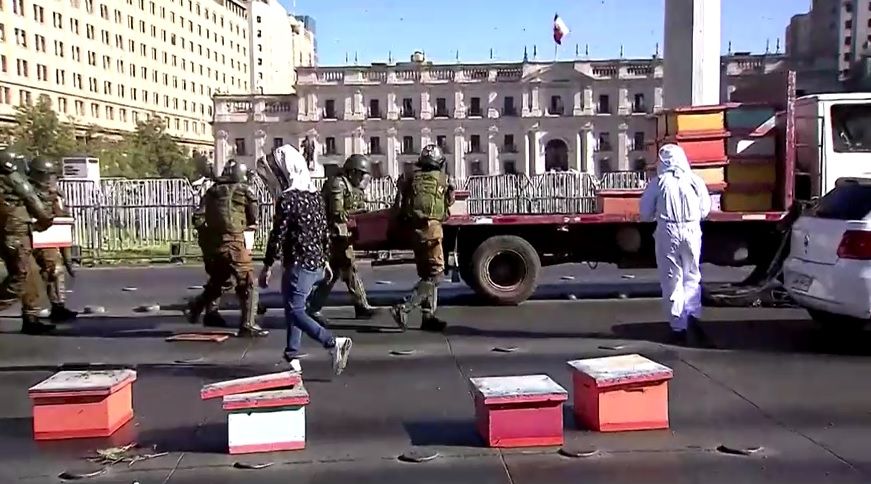 Policiais são atacados por abelhas durante protesto de apicultores no Chile; entenda