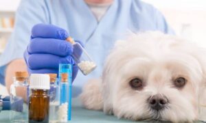 Aprovado projeto que obriga recolhimento de medicamentos veterinários em desuso