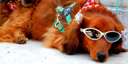 O que fazer para que os  animais não sofram com o verão