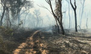 Chuvas auxiliam no combate a incêndios na Chapada dos Veadeiros