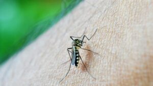 Como estratégia para eliminar o foco da dengue