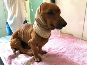 Cachorro enterrado vivo às margens de rodovia no interior de SP é encontrado por casal