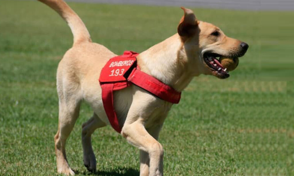 Corpo de Bombeiros realiza ação para nomear nova integrante da equipe de salvamento com cães