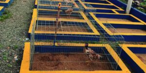 Galos com anabolizante custavam até R$ 50 mil