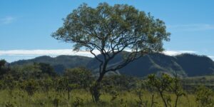 Legislação ambiental será discutida por Forum