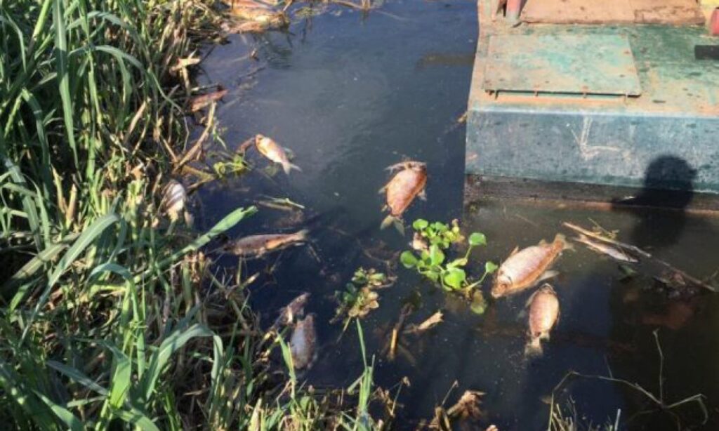 Laudo aponta baixa oxigenação como causa de morte de peixes