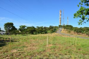 Parque Parque Estadual Morro da Serrinha recebe cinco mil mudas nativas