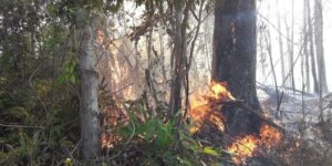 Incêndio florestal atinge há três dias área do Parque Monte Pascoal