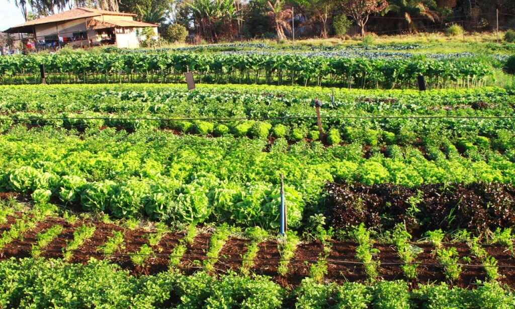 Falta de água afeta produção de alimentos