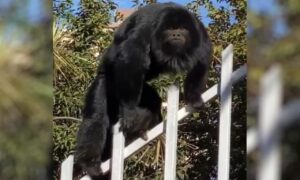 Advogado flagra macaco andando por ruas de Goiânia