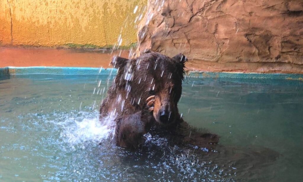 Urso Robinho fica em Zoológico de Goiânia