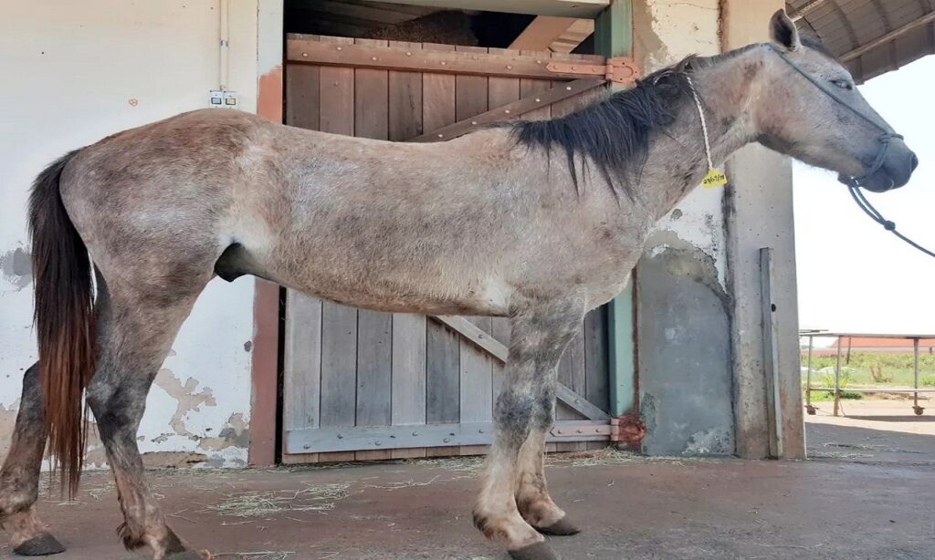 Mês voltado para prevenção de crueldade contra os animais entrará no calendário