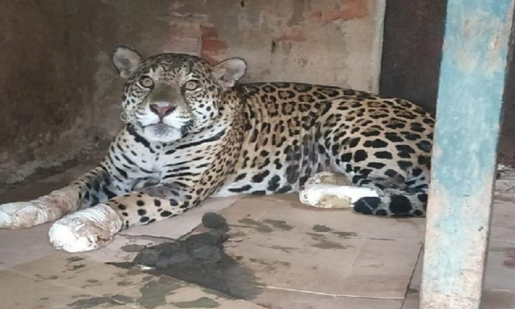 Onça ferida em queimada no Pantanal