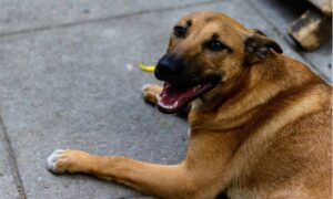 Candidato a vereador de Caldas Novas é flagrado cometendo zoofilia