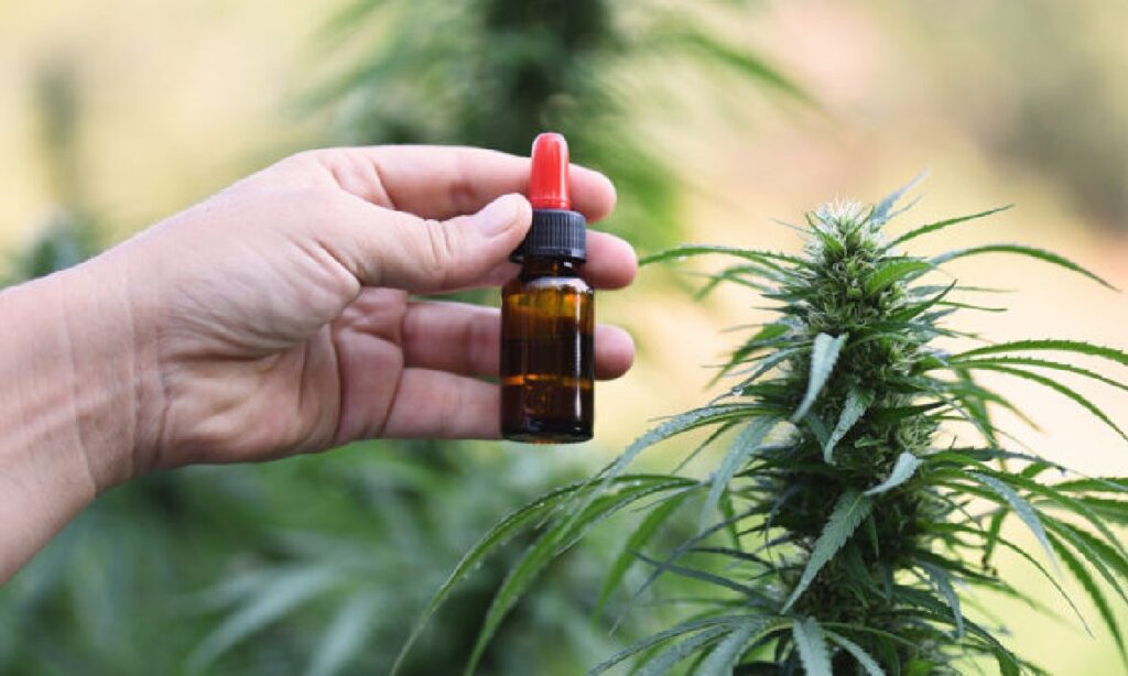 Cannabis medicinal: vereador promove debate e pesquisa sobre usos terapêuticos do medicamento