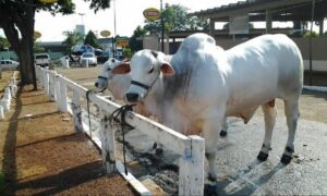 56ª Exposição Agropecuária tem programação especial da Emater