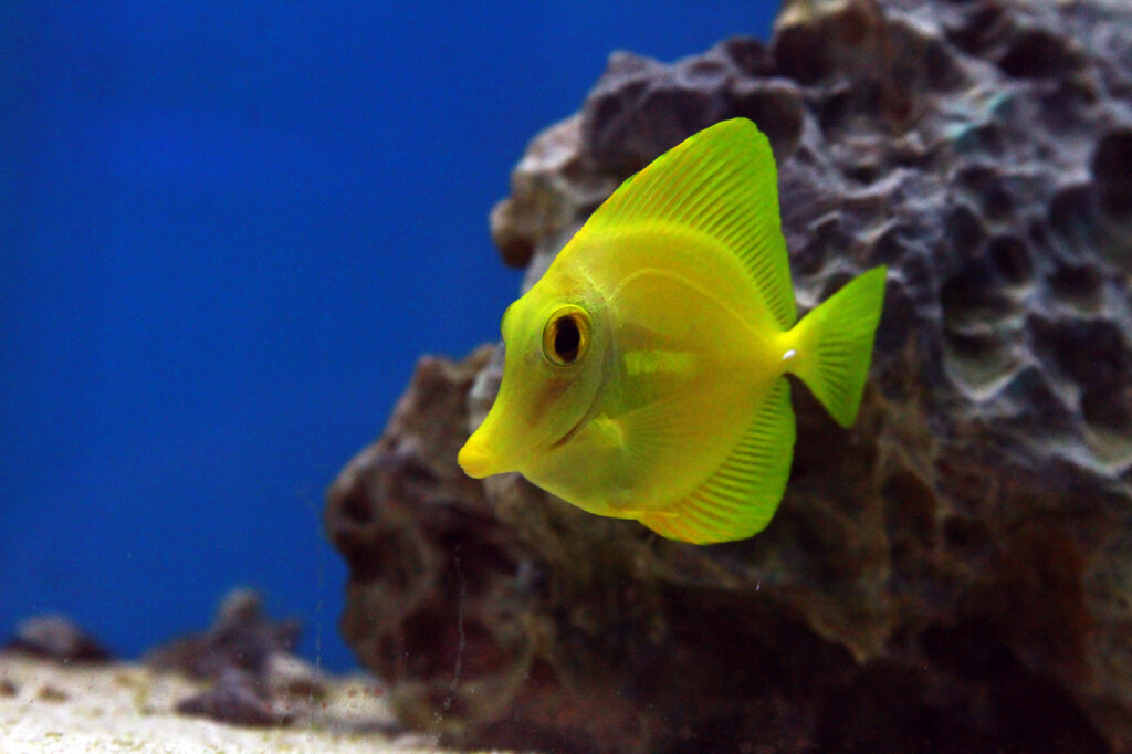 A magia dos aquários