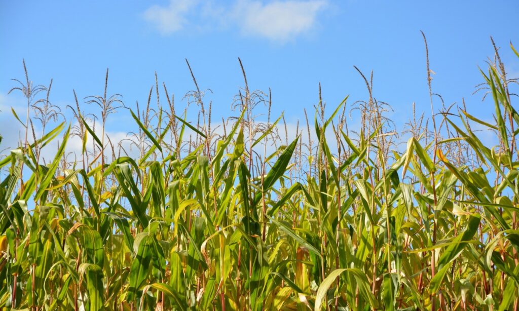 Goiás terá recorde na produção de grãos