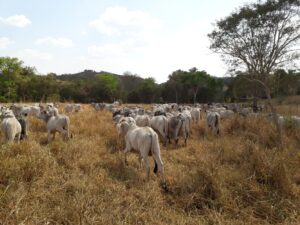 Delegacia de Crimes Rurais prende investigado por furto de gado em Piracanjuba