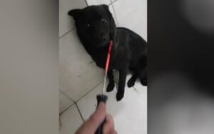 Suspeito de queimar cachorra e ameaçar ex-mulher é preso