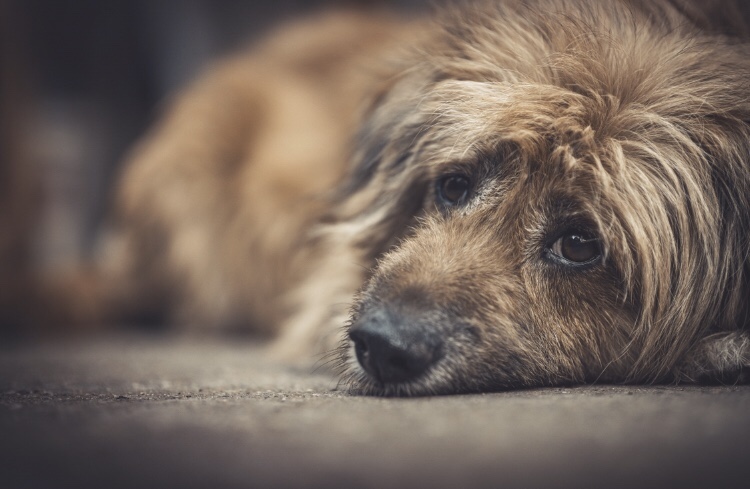 Morador de Mozarlândia é denunciado por arrastar cachorro em asfalto até a morte