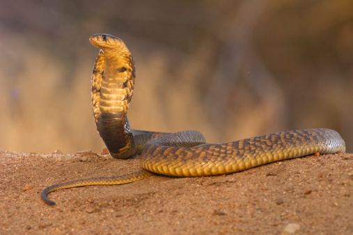 Homem perde parte do órgão genital após ser picado por cobra escondida no vaso sanitário; confira