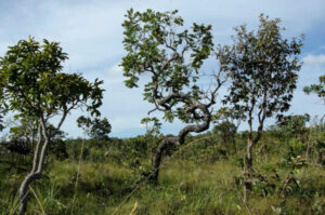 Fórum Goiano Ambiental desenvolve caminhada para lutar pela sobrevivência do Cerrado