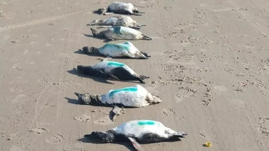 59 pinguins são encontrados mortos em praia de Santa Catarina