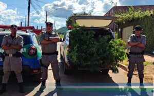 PM apreende plantas de maconha com mais de dois metros na cidade de Barro Alto