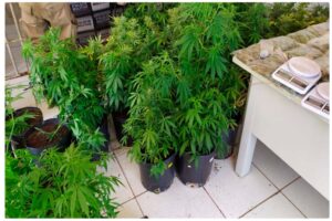 Após admitir que fazia cultivo de maconha em casa