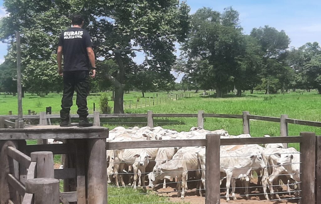 PC prende suspeito de furtar e vender mais de 300 bovinos de fazenda onde trabalhava