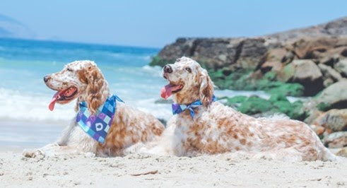 Verão: pets necessitam de cuidados especiais nos dias de sol e calor