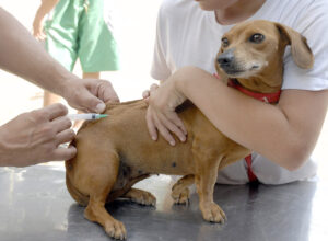 Goiânia inicia campanha de vacinação contra raiva animal