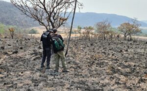 Chapada dos Veadeiros: ação de fazendeiro causou a queima de mais de 10 mil hectares