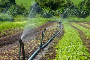 Agricultura familiar é maioria dos estabelecimentos rurais