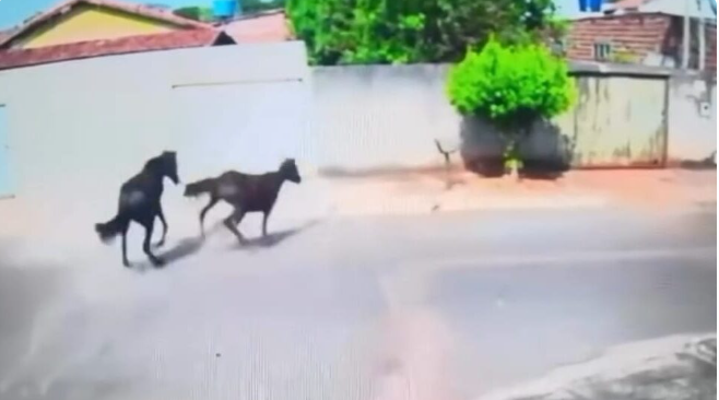 Cavalos soltos no Jardim das Hortênsias em Goiânia (Foto: Reprodução/redes sociais)