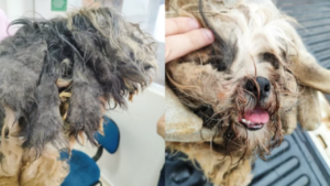 Polícia resgata shih tzu e yorkshire em situação de maus-tratos