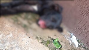 Suspeito de atropelar e mutilar cachorro em Formosa é detido pela polícia