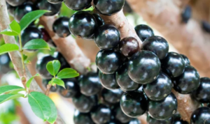 Pesquisadores criam pão com casca de jabuticaba que pode controlar a glicemia