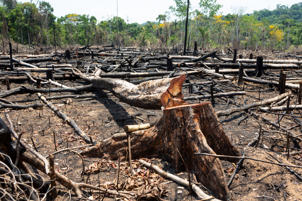 Desmatamento na Amazônia