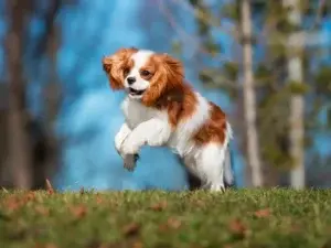 Cavalier King Charles Spaniel cachorro