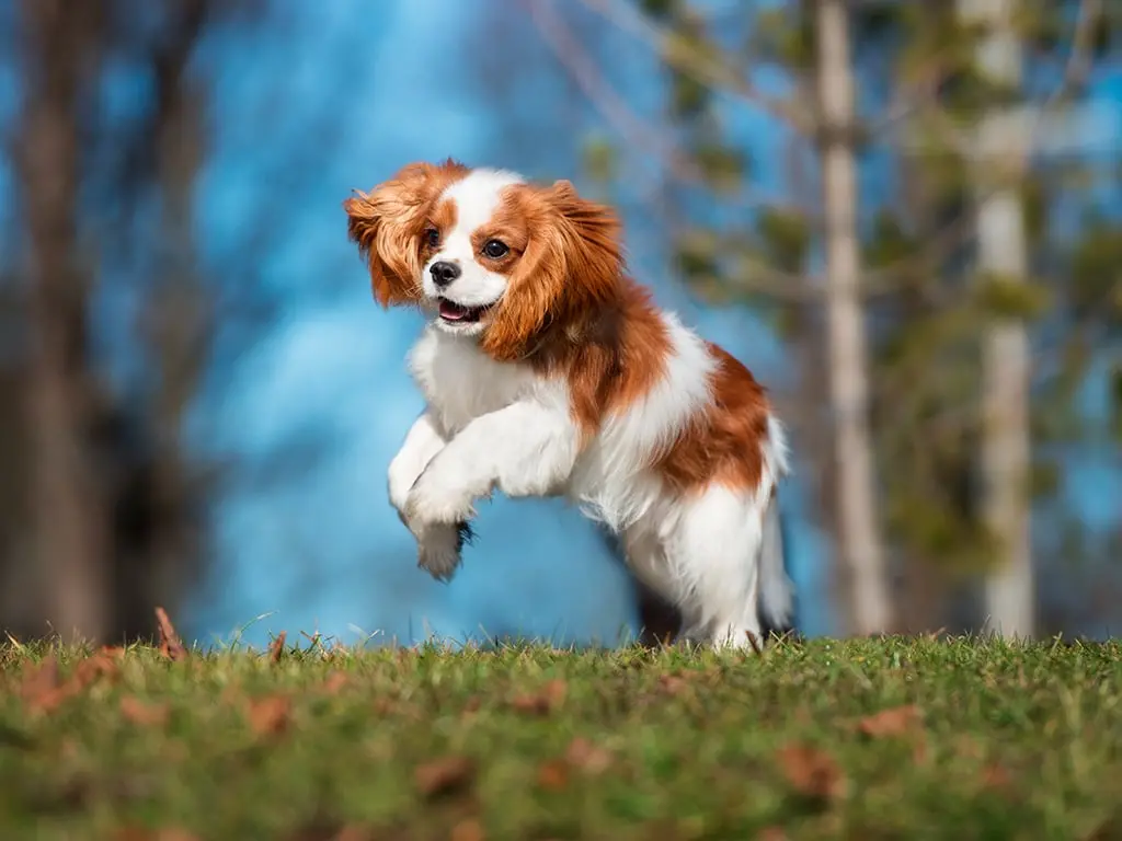 Cavalier King Charles Spaniel cachorro