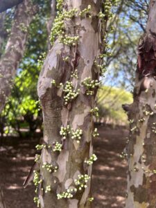 Mapeamento da jabuticaba fortalecerá economia regional e a biodiversidade