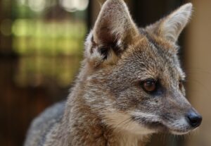 zoológico, goiânia