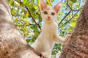 A vermifugação evita doenças silenciosas e protege cães e gatos. Foto: Luana Avelar