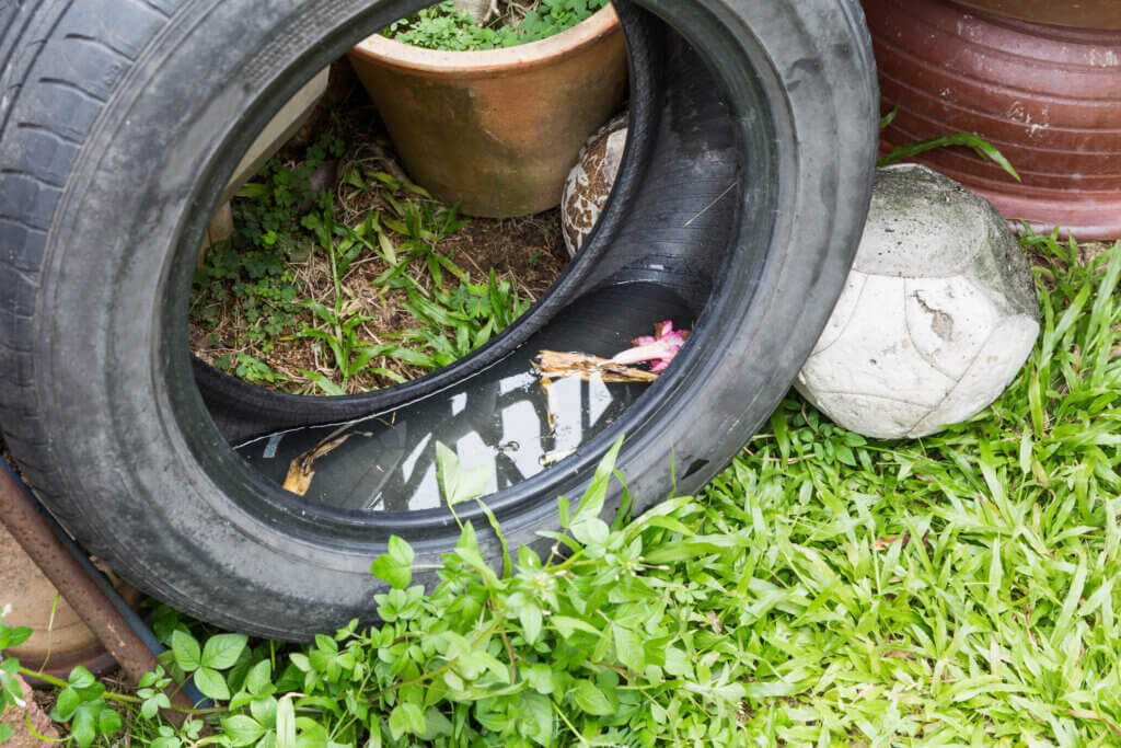 após, dengue, circular, sorotipo