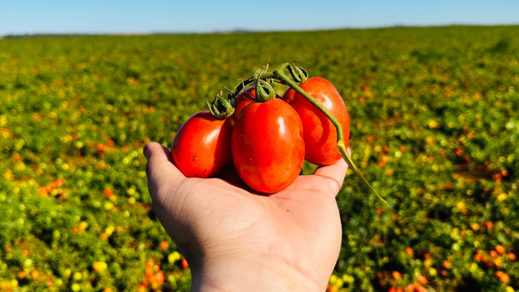 Goiás é o terceiro maior produtor de tomate, e o produto teve aumento de 18,97%. Foto: Alexandre Paes/ O Hoje