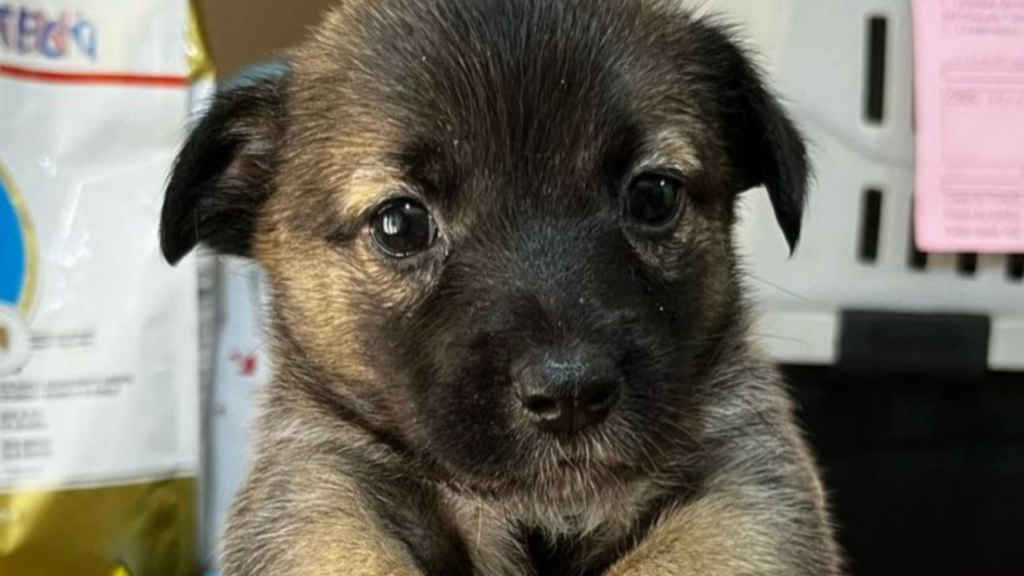 Evento de adoção de animais acontece neste sábado em Goiânia Foto: Divulgação