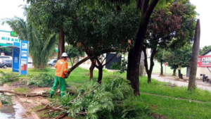 População pode solicitar o serviço através do portal da Prefeitura, informando o endereço e a localização da árvore Foto: Divulgação