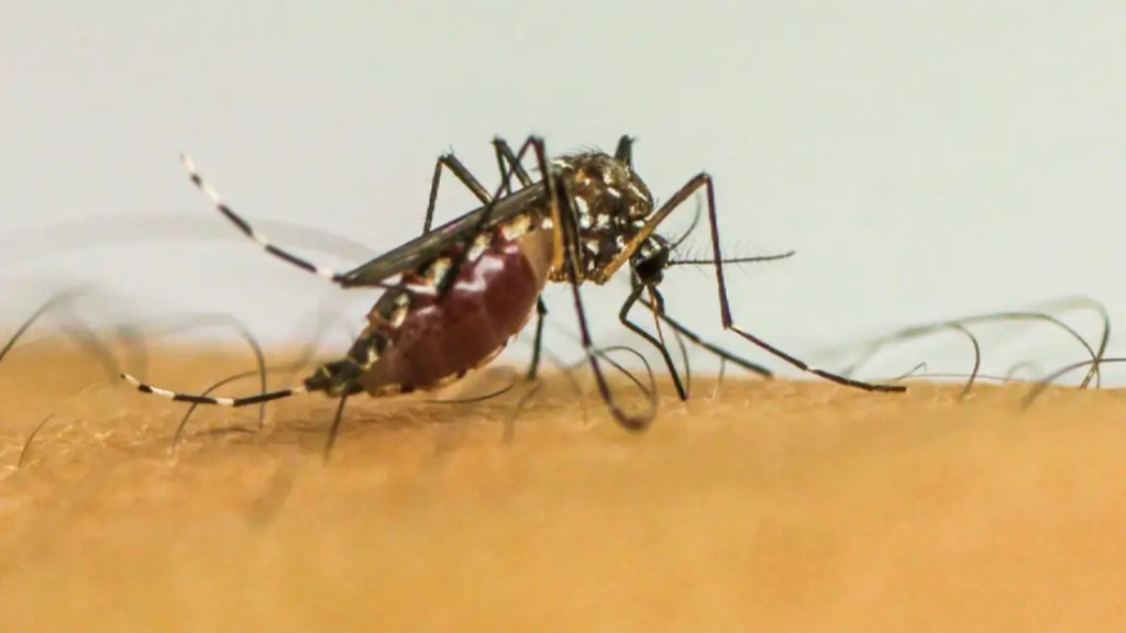 Goiás perde 1 mil doses da vacina contra dengue e enfrenta baixa adesão à imunização Foto: Frame-EBC